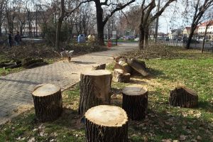 Defrişări masive în Parcul Bălcescu din Oradea. Mai mulţi copaci au fost tăiaţi sau ciopârţiţi (FOTO)