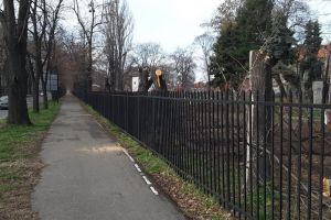 Masacrul din Parcul Bălcescu, comandat de Primărie! Sesizat de BIHOREANUL, viceprimarul Birta a suspendat tăierile de arbori
