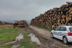 Sute de metri cubi de material lemnos confiscat de poliţiştii harghiteni