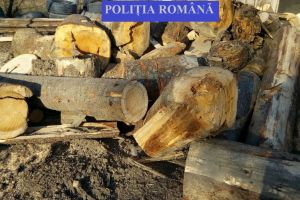 Recidivist reţinut pentru tăieri ilegale de arbori, administrator de firmă cercetat penal (FOTO)