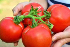 Ajutoare de maximum 3000 de euro pentru cultivatorii de roşii în solarii, şi în 2018