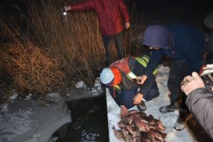 Braconieri piscicoli depistaţi şi peşti eliberaţi pe lacul Galbeni