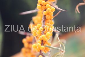 centrulnatura.ro: SA REDEVENIM NOI INȘINE