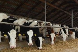 3.400 de bovine sacrificate la nivel de judeţ în 2017