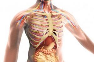 John Thomas – Ghidul tinereţii fără bătrâneţe (XXXI): Pisicile sălbatice