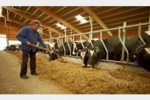 ANSVSA: Fermierii trebuie să asigure animalelor adăpost corespunzător, apă şi hrană suficiente în condiţii de iarnă severă