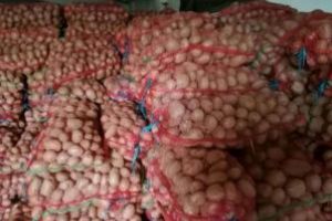 Producătorii mici şi mijlocii de cartofi nu reuşesc să-şi epuizeze stocurile