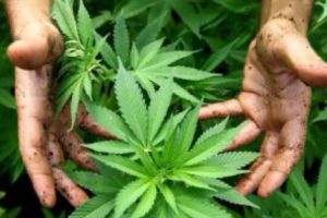 Un bărbat a fost prins cu 15 kg de MARIJUANA. Ce explicaţie HALUCINANTĂ le-a oferit poliţiştilor