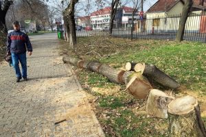 Au minţit: Defrişările din Parcul Bălcescu nu au avizul APM Bihor! Garda de Mediu a sistat orice tăiere (FOTO)