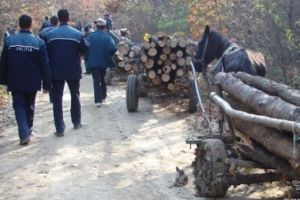 Lemne tăiate ilegal descoperite într-o căruţă a unui sătean din Hosman