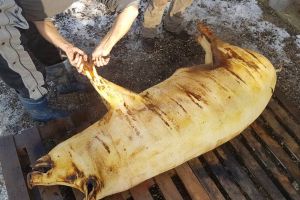 Harghiteni infestaţi cu trichineloză