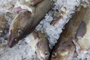 METODA INGENIOASĂ prin care trei ROMÂNI au FURAT tot peştele dintr-un LAC din ITALIA