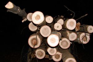 Prinşi la furat de lemne