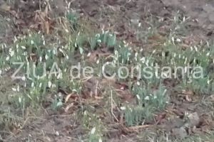 Imaginea zilei. Vestitorii primaverii si-au facut aparitia la Constanta. Ghioceii sfideaza capriciile iernii 