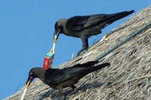 Secunda PERFECTĂ există! Imaginile care nu mai au nevoie de alte comentarii - Galerie FOTO