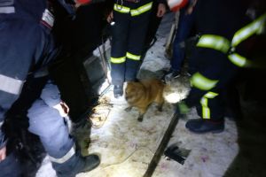 Interventie inedita la Tulcea. Pompierii chemati sa salveze un catel cazut intr-o fosa septica (galerie foto)