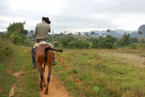 Un minor de 14 ani a furat un cal din Valea Calugareasca. Politistii l-au gasit calare, la cativa kilometri distanta de locul faptei