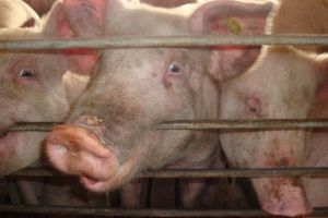 Măsuri de prevenire împotriva pestei porcine africane