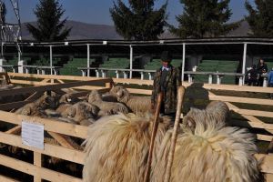 Caravana „Alege Oaia” ajunge şi la Bistriţa