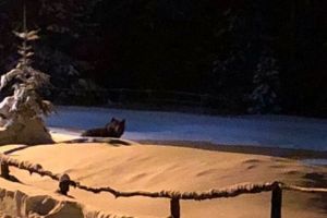 Un urs şi-a făcut apariţia lângă o pensiune din Predeal (Foto)