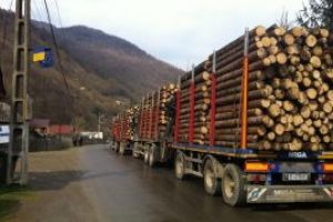 Romania a exportat lemn si pluta in valoare de peste 482 milioane de euro, in primele 10 luni din 2017