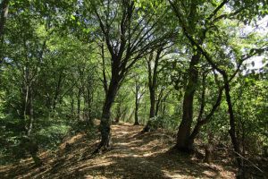 Amenajarea Pădurii Codrişor ca zonă de agrement ar putea intra în proiectare