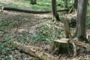 Accident de muncă într-o pădure a Ocolului Silvic Anina