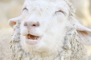 Atenţie, fermieri! Focar nou de scrapie la Mureş!