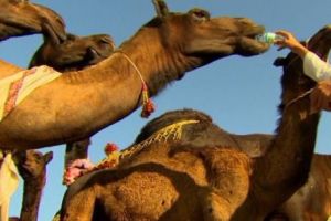 Cămile, eliminate din concurs pentru că au fost „botoxate”