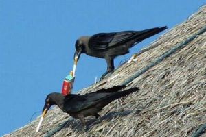 Secunda PERFECTĂ există! Imaginile care nu mai au nevoie de alte comentarii - Galerie FOTO