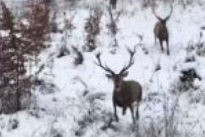IMAGINI RARE! Doi cerbi suliţari, filmaţi de Ocolul Silvic Mehadia [VIDEO]