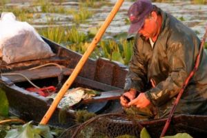 Sprijin financiar de pana la 80.000 de euro pentru inovare dedicata stimularii acvaculturii 