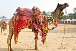 Cămile, descalificate la un concurs de frumuseţe. Motivul? Au fost injectate cu botox ca să fie mai arătoase