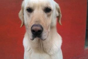 SCANDALOS! O femeie s-a filmat în timp ce întreţinea RELAȚII INTIME cu PATRUPEDUL său. Ce îi făcea CÂINELUI este ȘOCANT