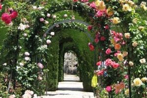 Proiect de reamenajare a spaţiului verde, la Colegiile “Unirea” şi “Papiu”