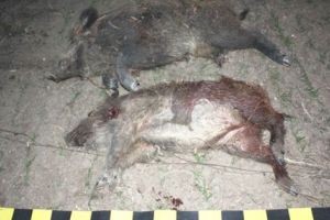 Reţinut pentru braconaj