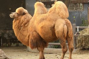 Camile injectate cu Botox, descalificate la un concurs de frumusete din Arabia Saudita