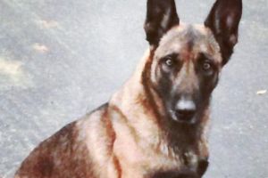 UN OM A MUȘCAT UN CÂINE! Infractorul era ascuns sub un morman de haine, dar câinele poliţist l-a găsit