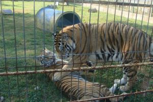 Primăria Râmnicului va face noi modernizări la Grădina Zoologică