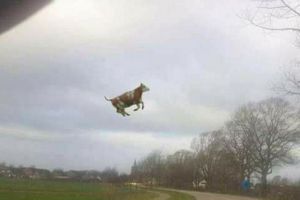 Arădeancă în STARE DE ŞOC, după ce a văzut O VACĂ ZBURÂND pe drumul Arad – Şiria