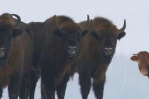 O vacă a fugit de la fermă pentru a trăi în sălbăticie, alături de o turmă de bizoni! Specialiştii sunt ULUIȚI