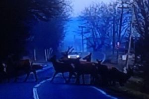 VIDEO: Familie de căprioare filmată la periferia municipiului Târgu-Mureş