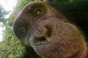 Nici măcar CIMPANZEII nu pot rezista unui SELFIE. Ce poze şi-au făcut singure maimuţele din CAMERUN - FOTO/VIDEO
