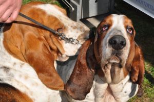 Deţinătorii de animale de companie, egali în drepturi. Victoria, obţinută de un avocat din Beclean