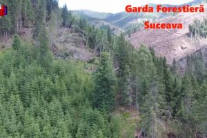 Sancţiuni de peste 2,6 milioane de lei aplicate de Garda Forestieră Suceava în 2017