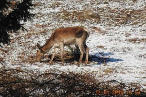 Soţ şi soţie prinşi de poliţişti, după ce au braconat două căprioare