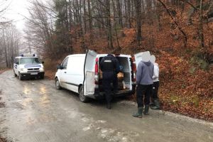 Amendă drastică. Transport ilegal de lemne, sancţionat aspru de jandarmi