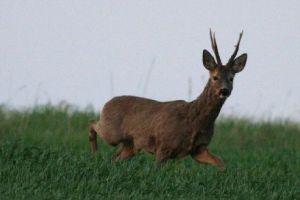 Braconier din Mureş cercetat pentru uciderea unui căprior