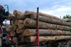 Lemn fără documente confiscat la Ibăneşti