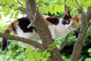 Alerta ISU Maramures: Misiune de salvare a unei pisici ajunsa in copac